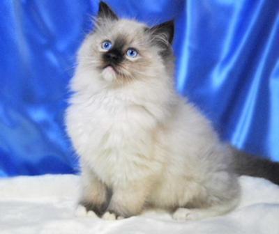 Winston a seal mitted Boy