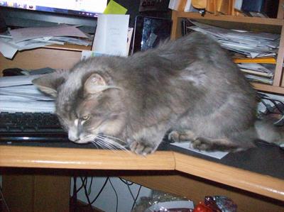 Salem always helped me work at my desk!