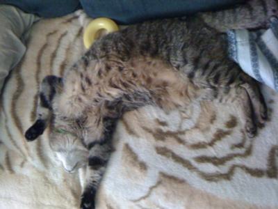 Talvi at 16 yrs old, sleeping on a mink.