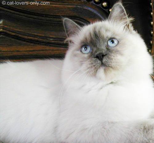 tortie point Ragdoll cat