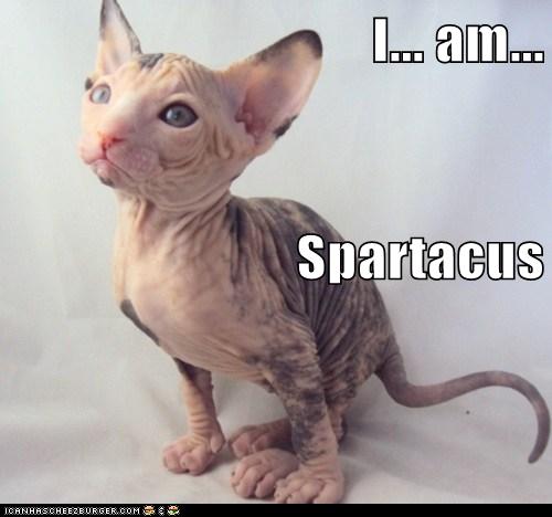 funny spartacus