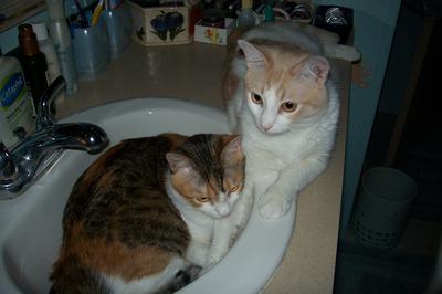 Hansel and Gretel In The Sink