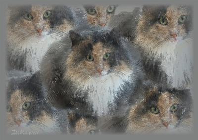 Kaleidocats