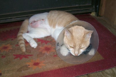 cat surgery
