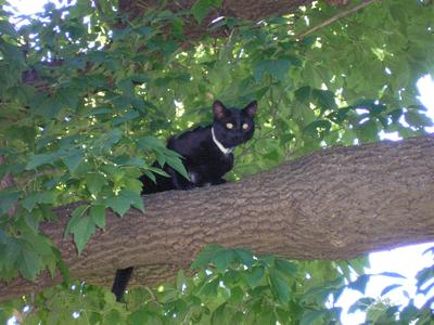 Jade the Bombay cat in a tree