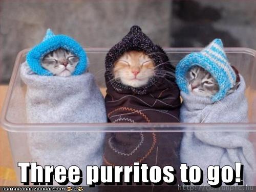 three-cat-burritos-to-go-500.jpg
