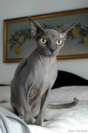 Sphynx Cat Breed sphynx cat pictures. Sphynx Cat Breed