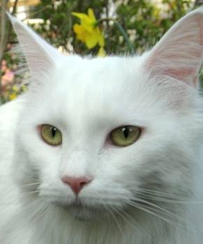 White Maine Coon cat face