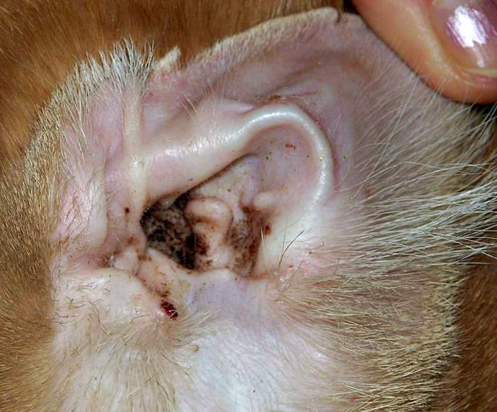 Ear Mites in Cats A Common, But Treatable, Condition