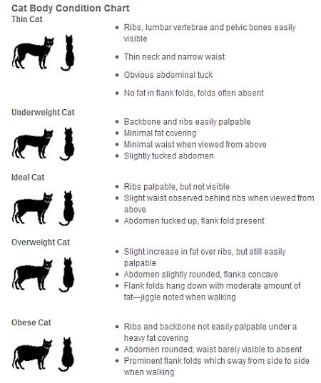 Cat Body Weight Chart