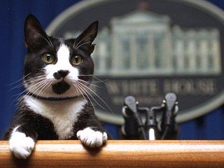 First Cat Socks at the White House