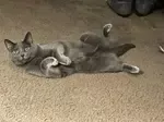Belly Rubs Please!