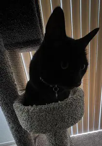 Moose at 7 years old