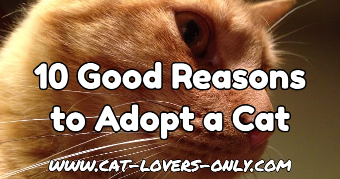 Jazzy the cat's profile with text overlay 10 good reasons to adopt a cat