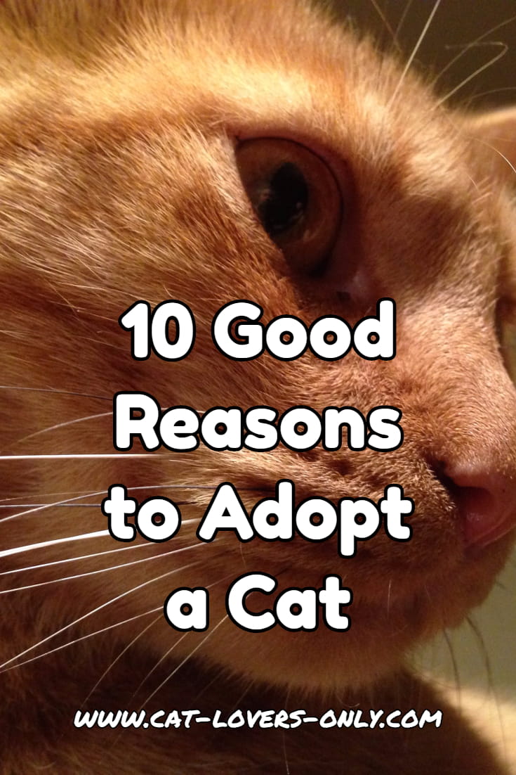 Jazzy the cat's profile with text overlay 10 good reasons to adopt a cat - vertical image for Pinterest