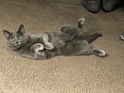 Belly Rubs Please!