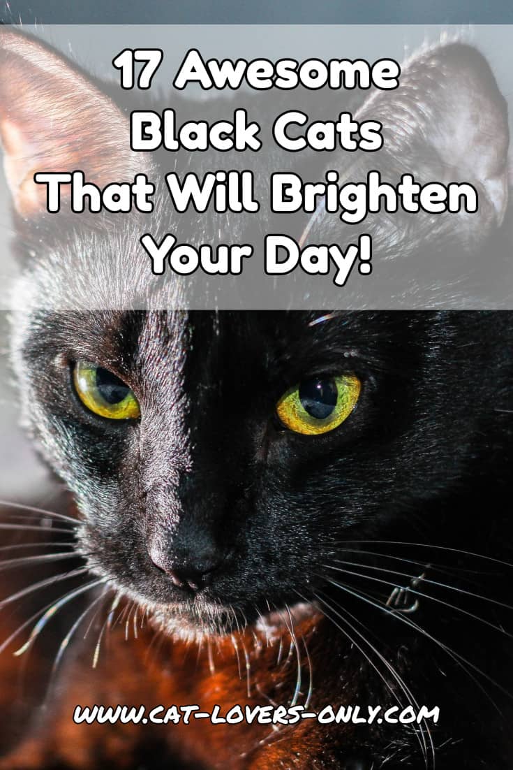 17 Awesome Black Cats That Will Brighten Your Day!