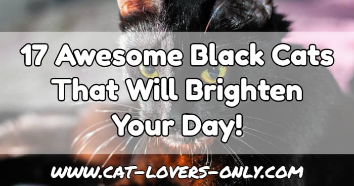 Black cat face with text overlay 17 Awesome Black Cats That Will Brighten Your Day!