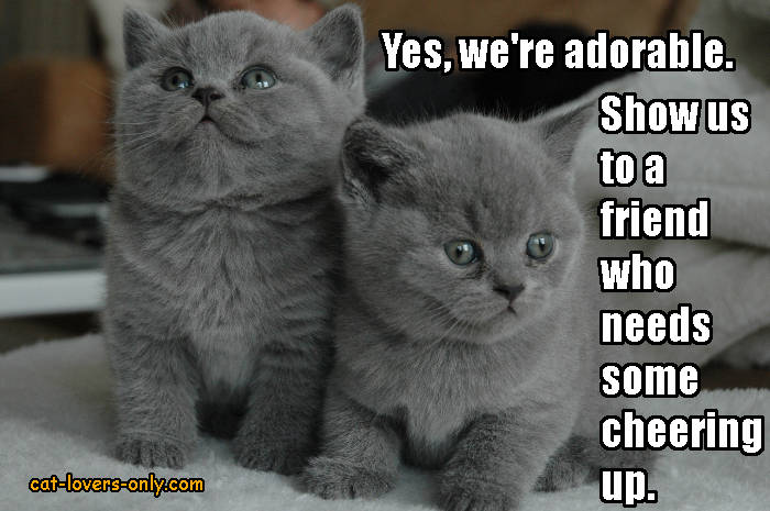 2 adorable gray kittens