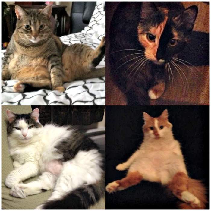 Four adopted kitties