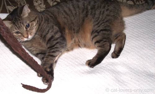 Priscilla the tabby attacks the belt