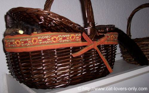 Teddie cat in picnic basket