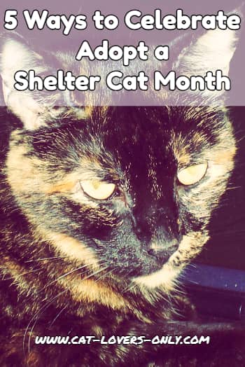 5 Ways to Celebrate Adopt a Shelter Cat Month