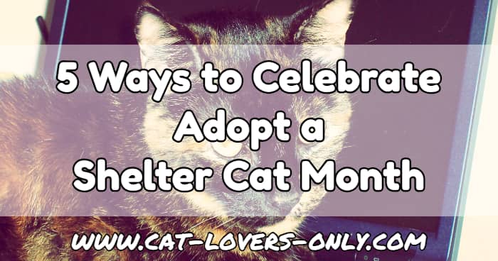 Teddie cat's face with text 5 Ways to Celebrate Adopt a Shelter Cat Month