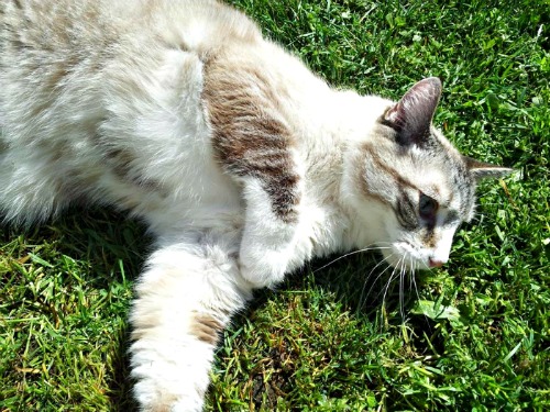 Albert the tabby and white