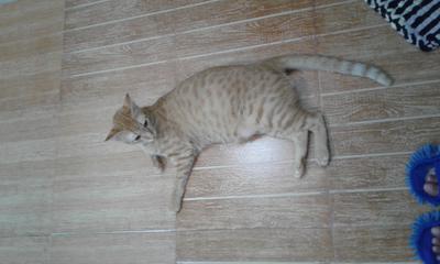 Am I overfeeding my cat
