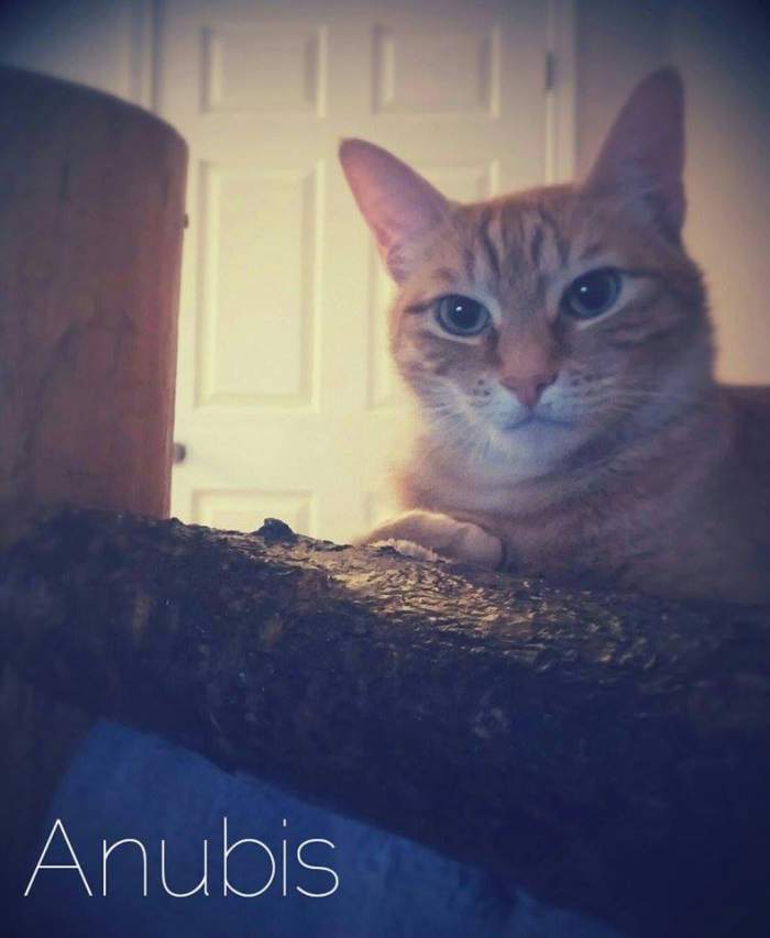 Anubis the tabby