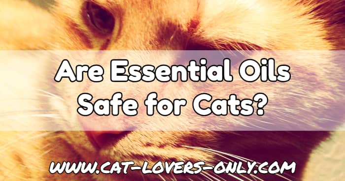 Jazzy the cat's face with text overlay Are Essential Oils Safe for Cats?
