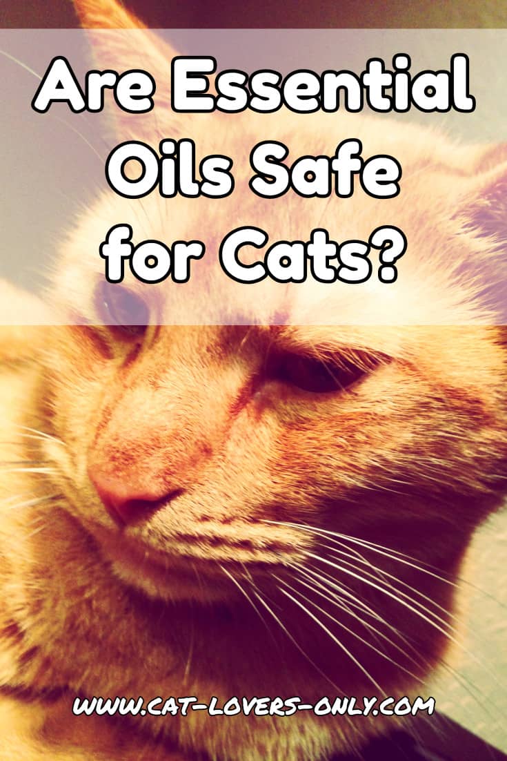 Jazzy the cat's face with text overlay Are Essential Oils Safe for Cats?