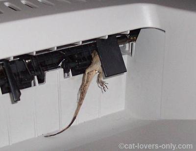 Lizard Stuck in Printer