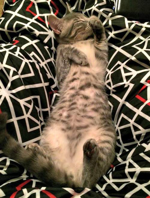 Ashe tabby kitten sleeping