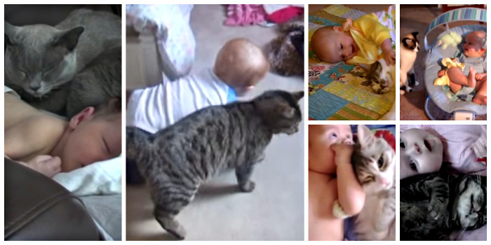 Cats and babies collage