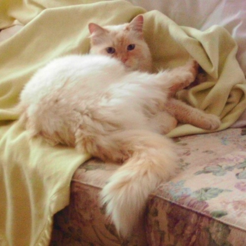 Samson, a flame-point Ragdoll cross