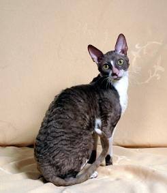 Bebops Lilac Prince Cornish Rex Cat