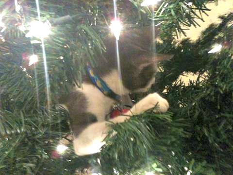 Belle in the Christmas tree