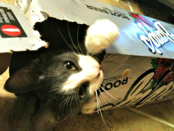 Belle in a root beer box