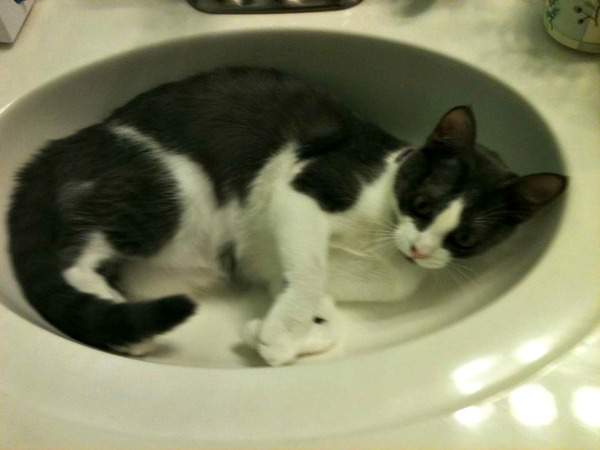 Belle in the sink