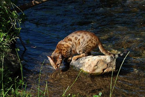 Bengal cat drinking water by a stream