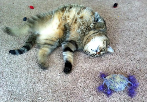 Benny the tabby enjoying catnip