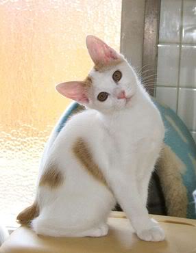 Bi-color Japanese bobtail cat