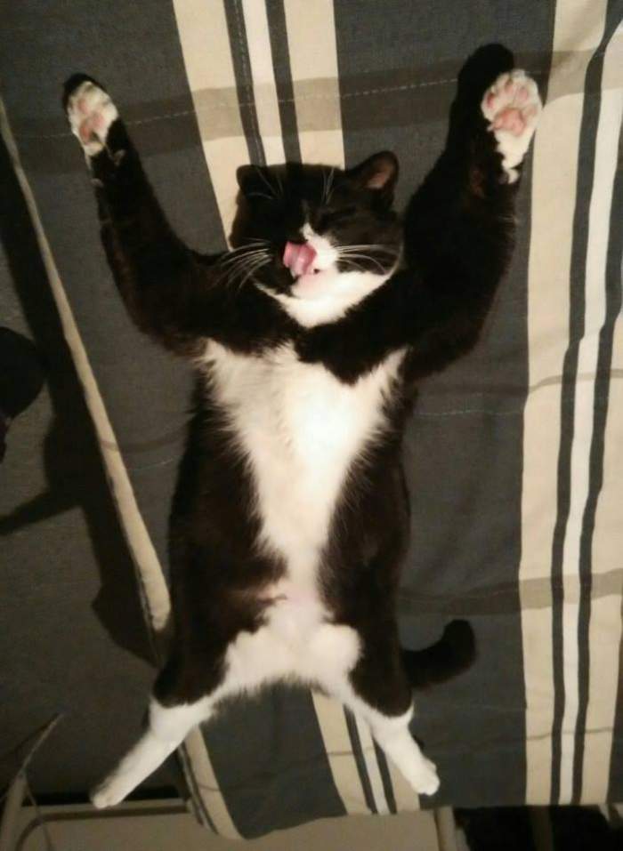 Black and white kitty stretch