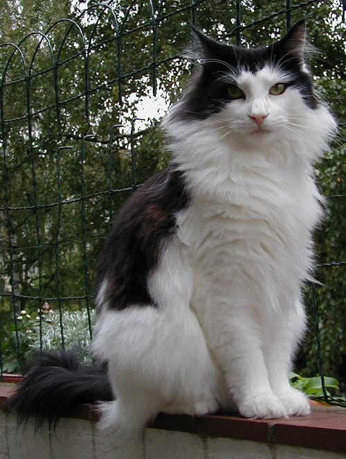 Black and white Norwegian Forest Cat