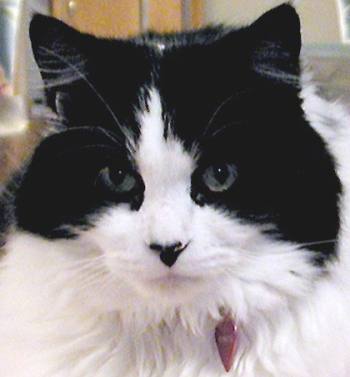 Black and white Ragamuffin cat breed face