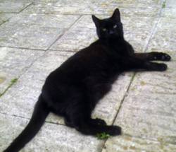 Pic of black Bombay cat