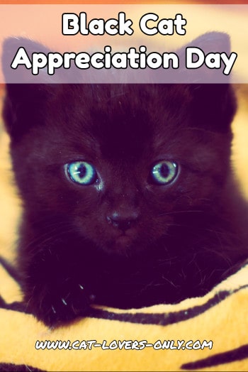 Black kitten with text Black Cat Appreciation Day