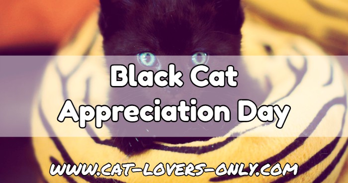 Black kitten with text Black Cat Appreciation Day